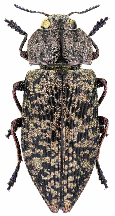 Poecilonota variolosa variolosa (Paykull, 1799) Krasciprahy