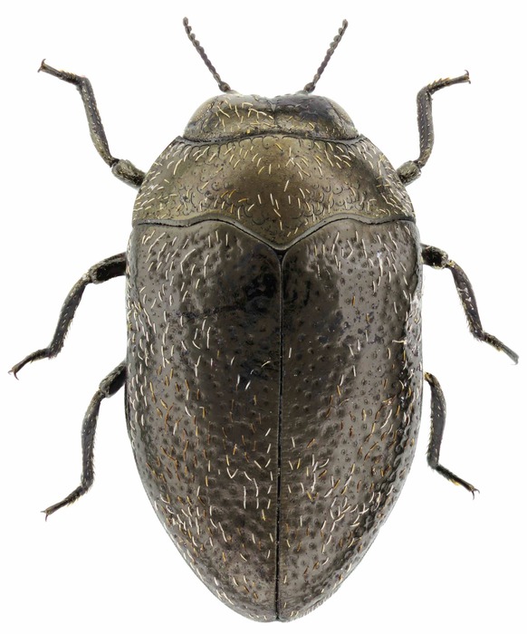 Trachys problematicus Obenberger, 1918 :: Krasciprahy